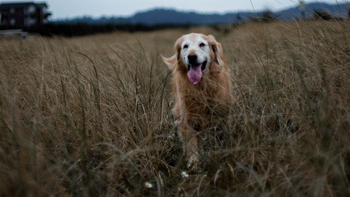 demenz bei hunden