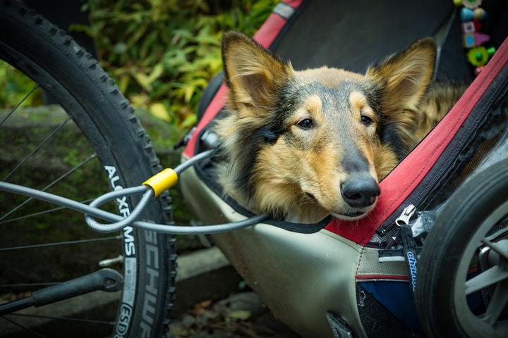Hund Fahrrad fahren