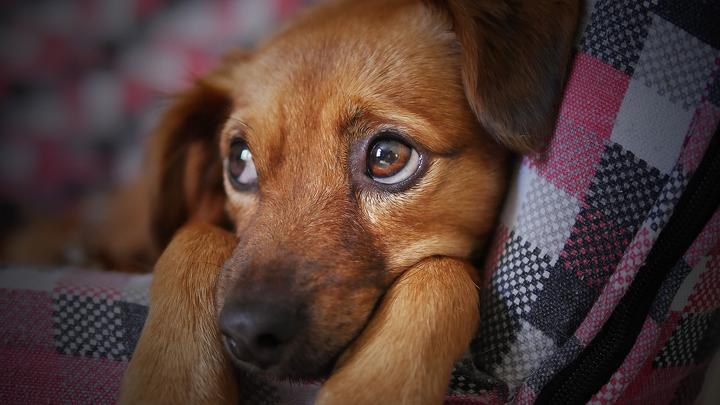 chemotherapie hund 