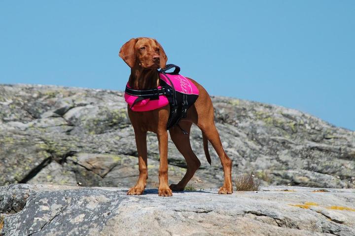 Hund baden schwimmen See