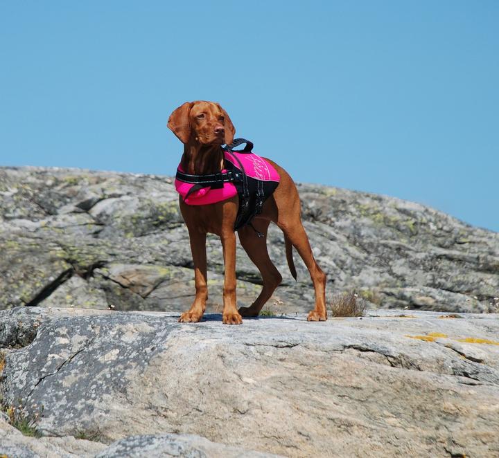 Hund Schwimmweste schwimmen sicher