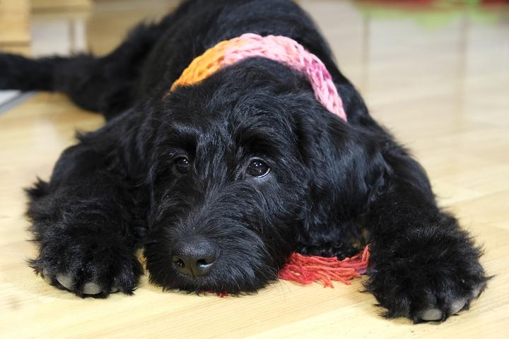 Parvovirose Hund