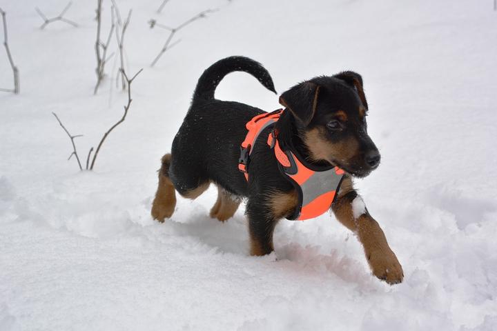 welpenentwicklung hund