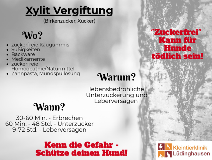 Xylit Hund
