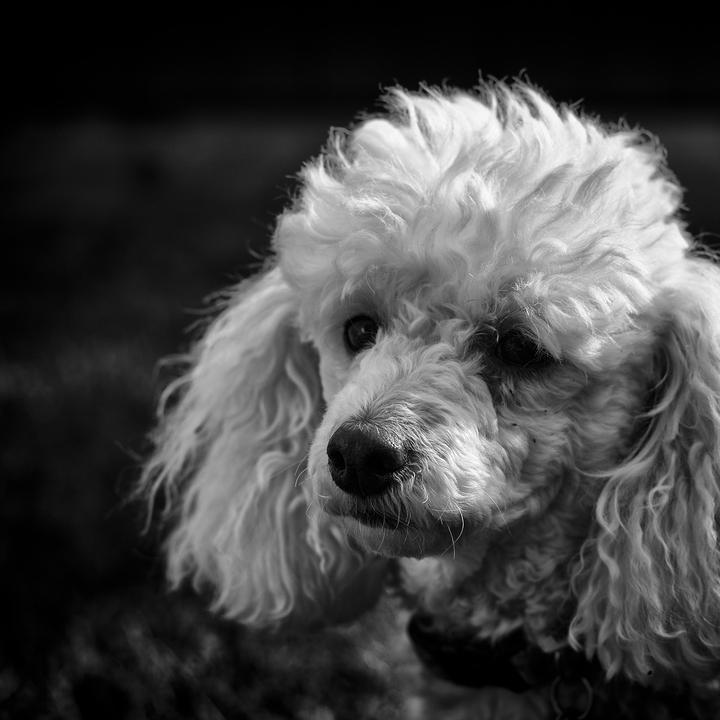 morbus Cushing Hund