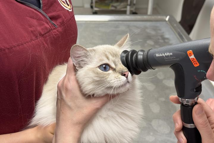 Indirekte Ophthalmoskopie Augenuntersuchung Katze