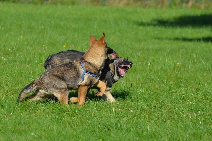 welpenentwicklung hund