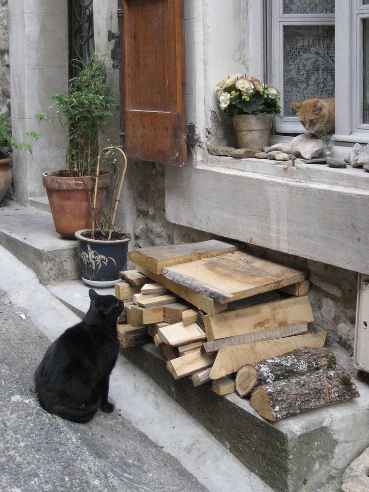 Kastration Kater