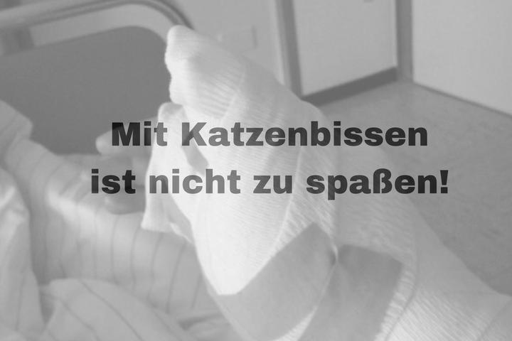 Katze Antibiotikaresistenz Tierarzt