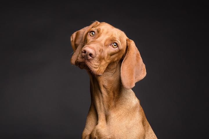 Kastration Hund Rüde