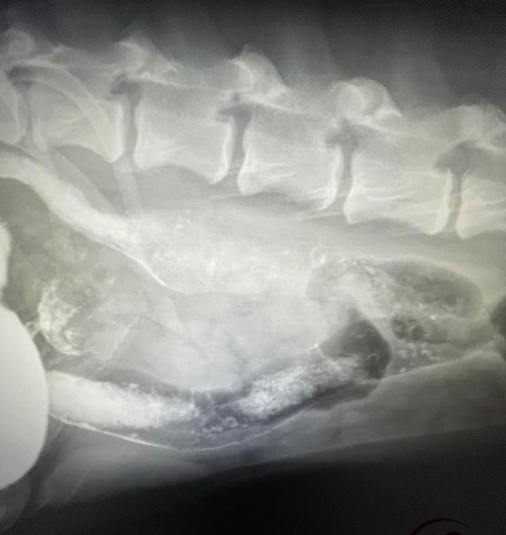 Maiskolben Hund Darmverschluss