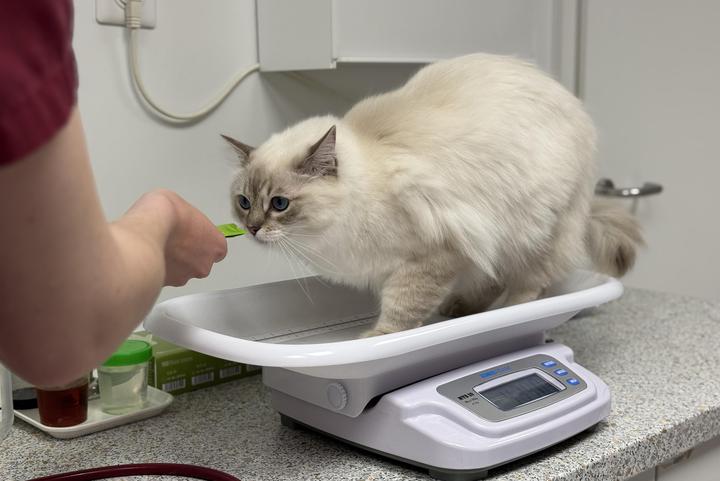 Gewichtskontrolle Katze Katze Gewichtsabnahme