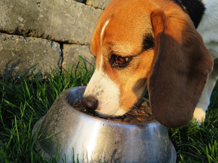 Hund füttern, Katzenfutter