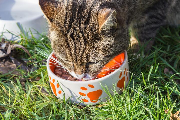 Katze richtig füttern