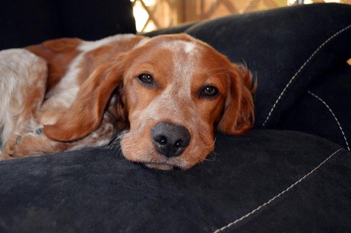 Babesiose Hund