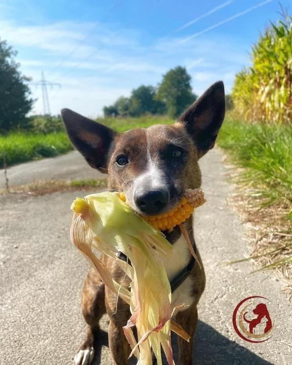 Dürfen Hunde Mais fressen?