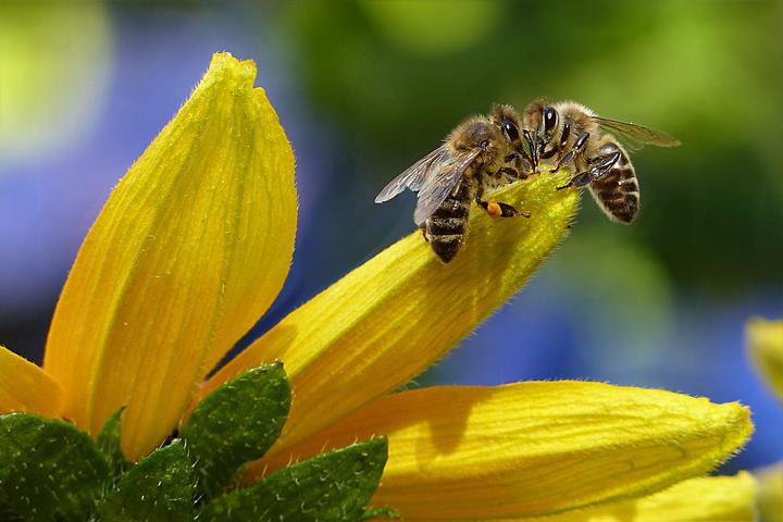 erste Hilfe bei Bienenstich Hund