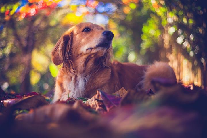 Hund einschläfern Tierarzt