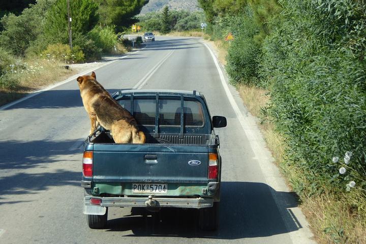 Hund sicher im Auto