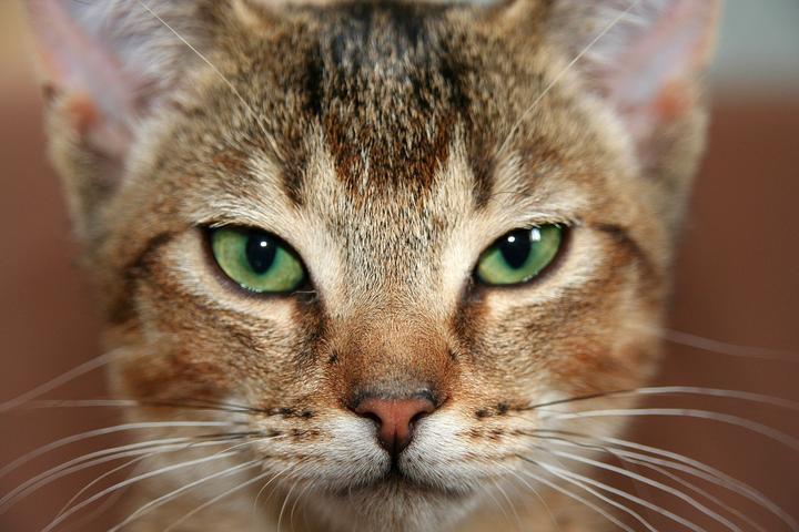 Katze richtig füttern