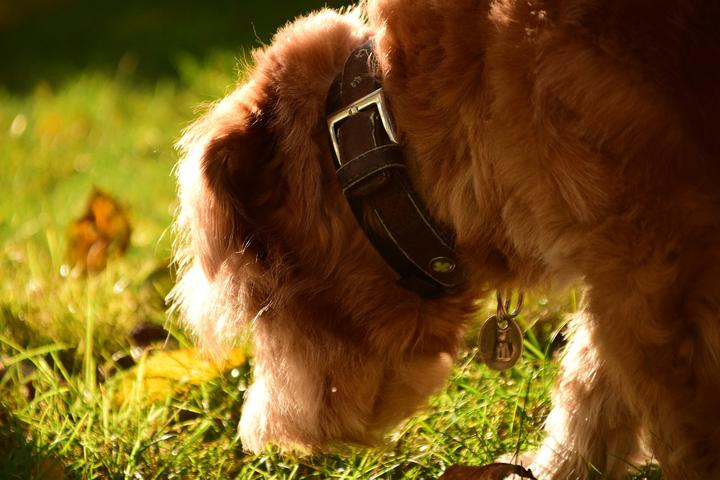 Giiardien Hund Mensch