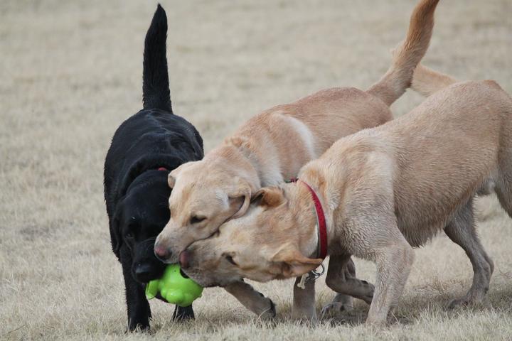 Hundekastration Tierarzt