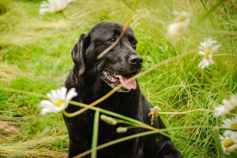Gesundheitsvorsorge Senior Hund