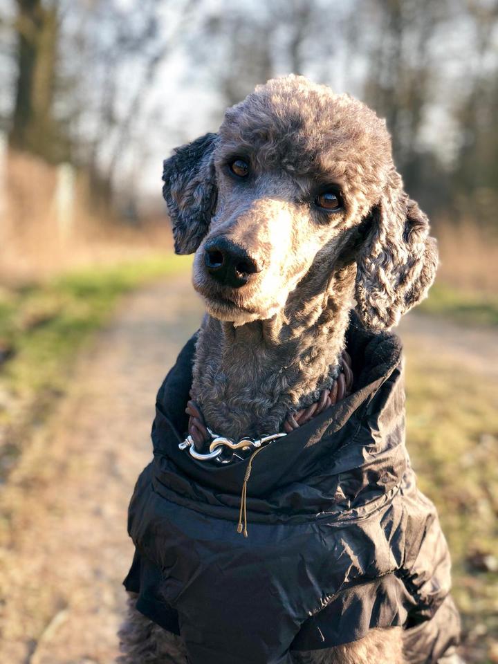 Hund Mantel wann sinnvoll?