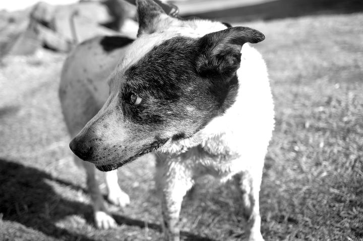 Vestibularsyndrom Hund