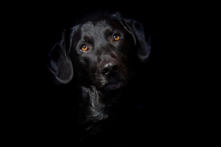 Hämangiosarkom Hund