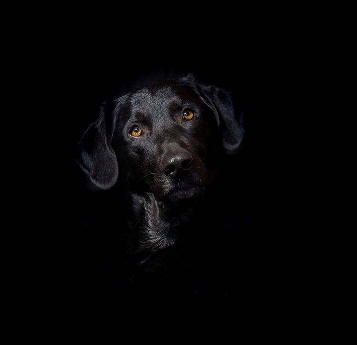 Blutgefäßtumor Hund