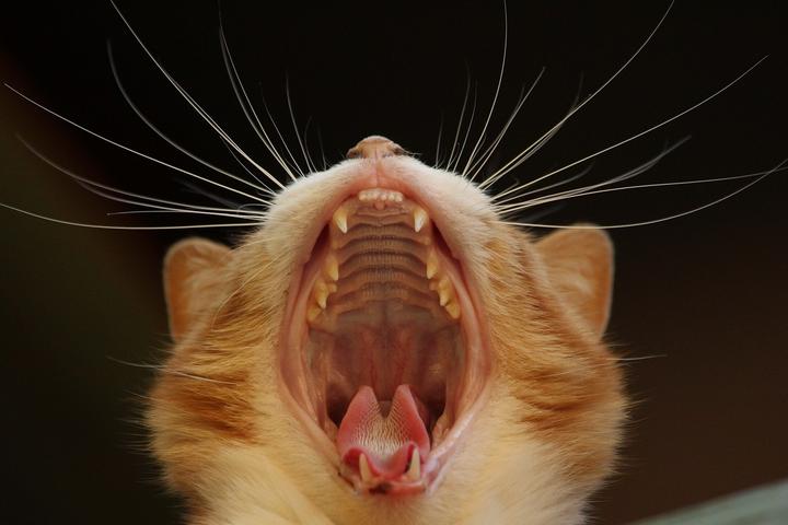 FORL Katze