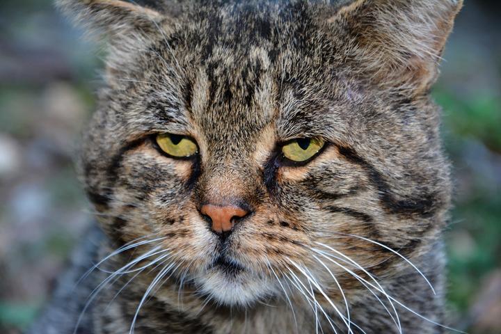 Katze Aortenthromobse