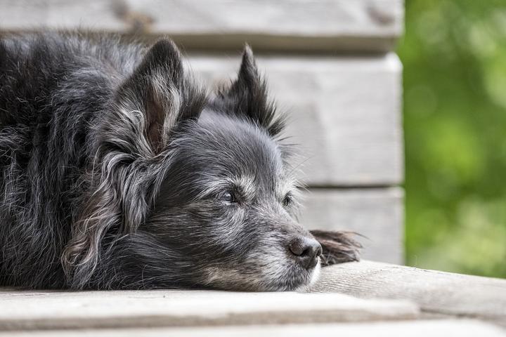 Demenz bei Hunden