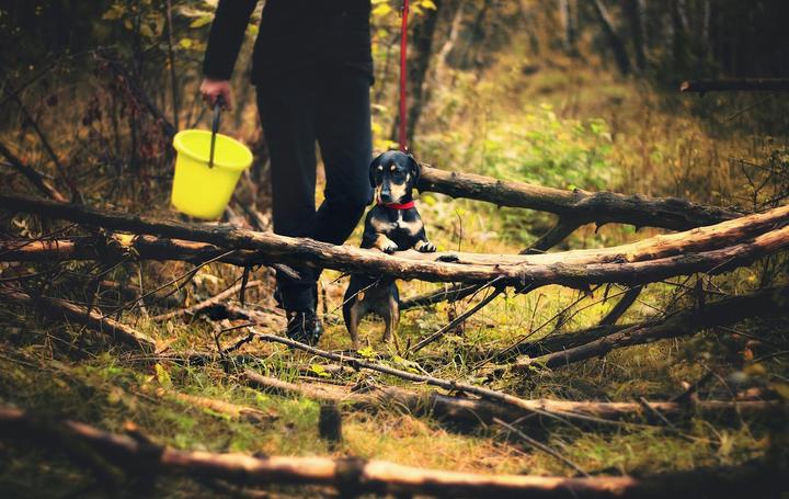 Hund Ehrlichiose