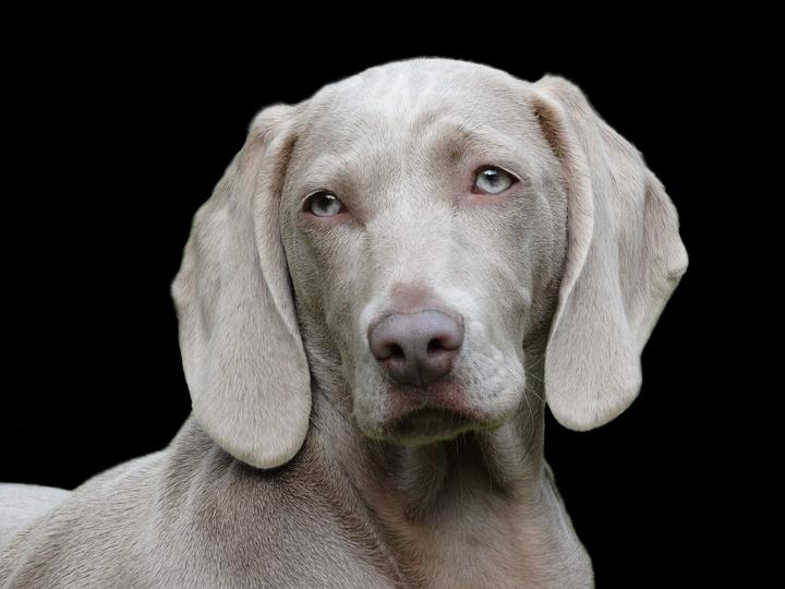 Kastration männlicher Hund Rüde