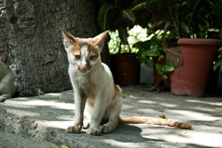 Hyperthyreose der Katze