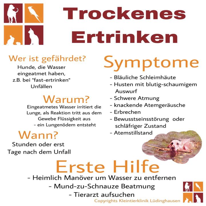 Trockenes Ertrinken Tierklinik Lüdinghausen Ascheberg