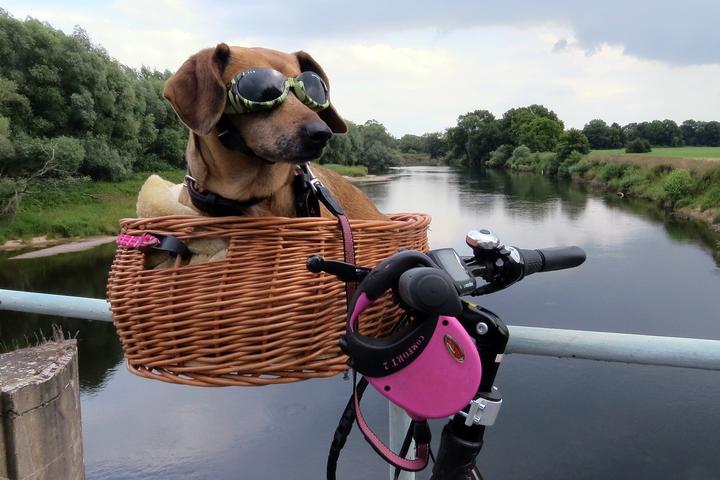 Hund Fahrrad fahren
