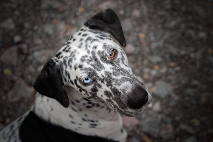 Hund hält Kopf schief