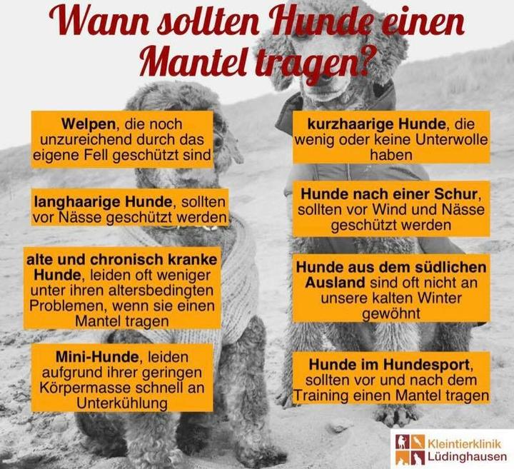 Hund Mantel