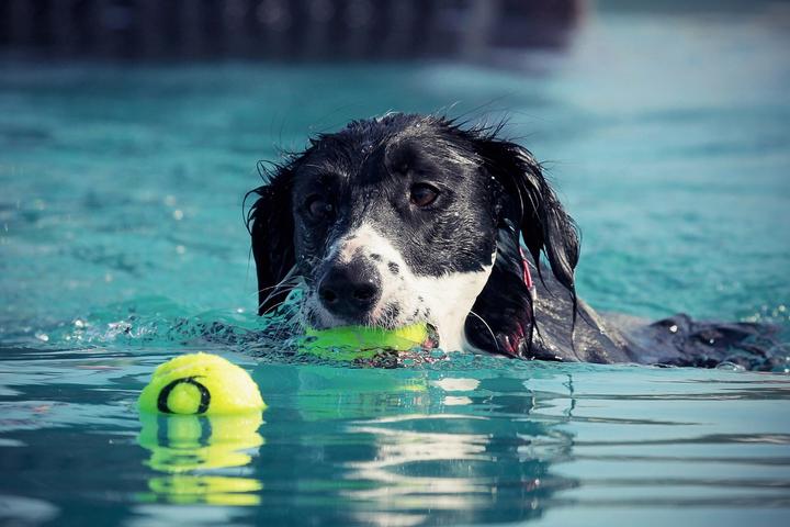 Hund schwimmen trockenes Ertrinken Tierarzt