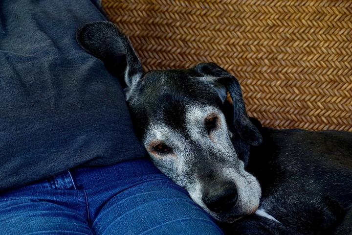 hund demenz
