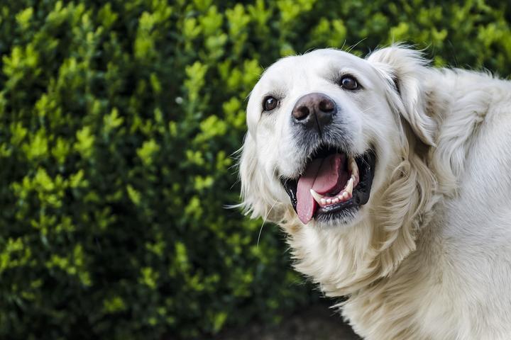 smerte Snavs rørledning Mundgeruch beim Hund - was tun? | Gesundheitszentrum für Kleintiere