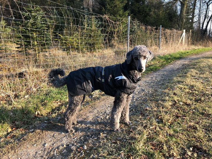 Hund Mantel Hundemantel