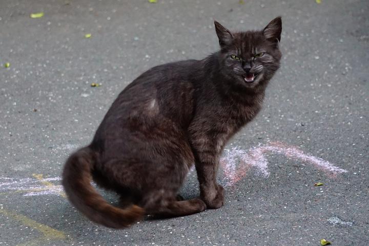 Schilddrüse Katze Behandlung