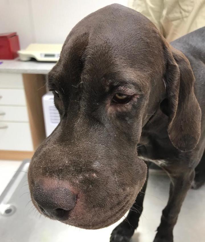 Eichenprozessionsspinner Hund