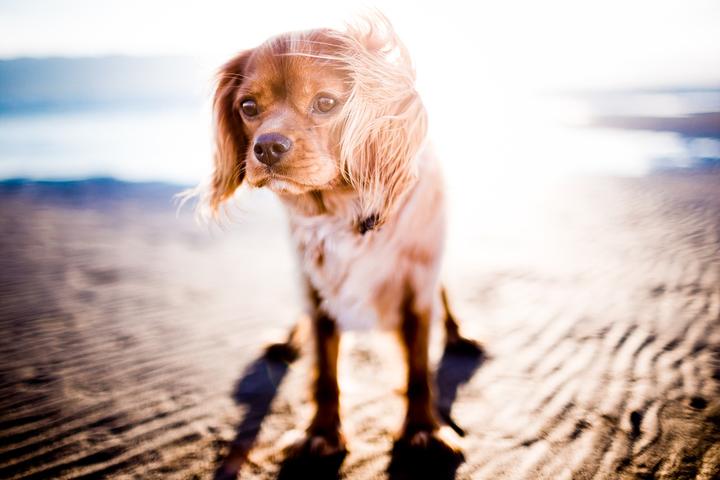 Sonnenschutz Hund Tierarzt Münsterland