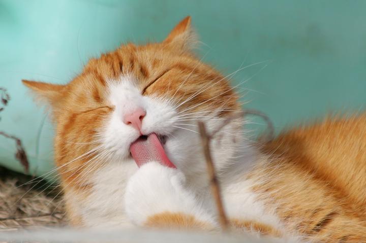 Hypertension Katze