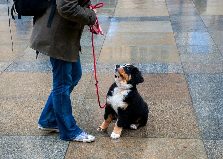 welpenentwicklung hund